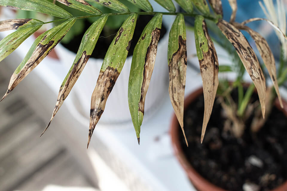 Affects Indoor Plants 1